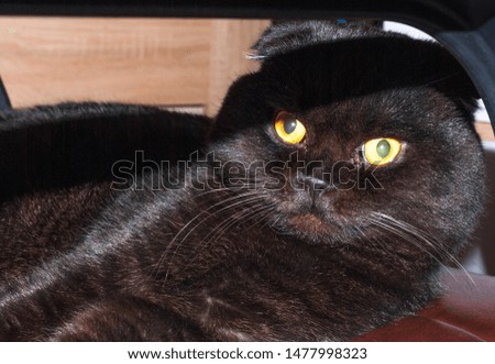 An adult black Scottish fold cat lies in an armchair.