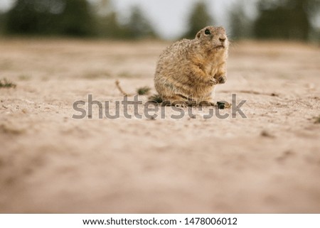 
ground squirrel with brown background