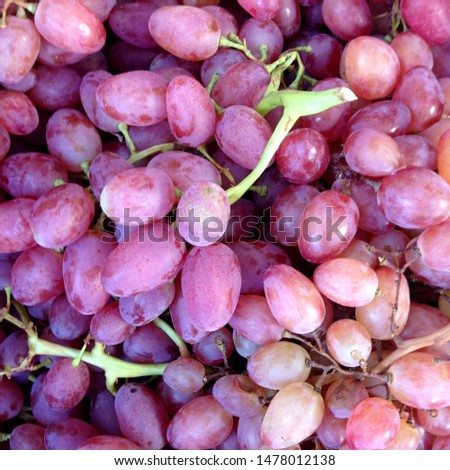 Macro Photo food pink grapes berries. Texture pattern background of round pink violet grapes berries. Image fresh berries fruit color  grapes on branch