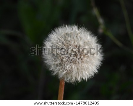 dandelion close-up. Dandelion in the center of the picture, beautiful relaxing background