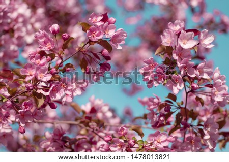 blooming cherry in spring on a sunny day a blue sky background