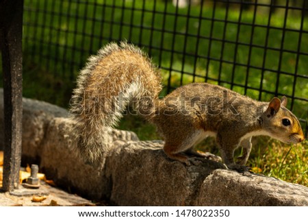 A picture of a squirrel in a park.