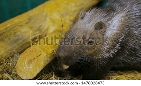 Portrait of porcupine at zoo. Animal care concept