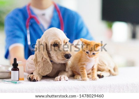 Vet examining dog and cat. Puppy and kitten at veterinarian doctor. Animal clinic. Pet check up and vaccination. Health care. Royalty-Free Stock Photo #1478029460