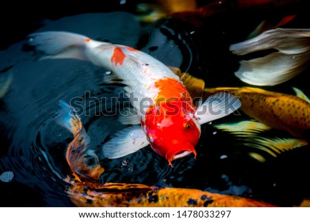 Fancy carp swimming in a pond. Fancy Carps Fish or Koi Swim in Pond, Movement of Swimming and Space.