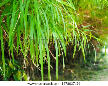 Green bamboo leaves with its beautiful
