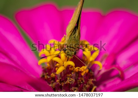 Single brown butterfly perched on a red flower in the garden. isolated with blurry backgrounds 