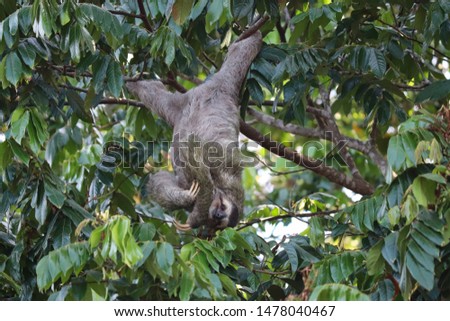 sloth in jungle rainforest canopy