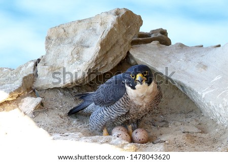 Peregrine Falcon  sitting on eggs at nest. Royalty-Free Stock Photo #1478043620