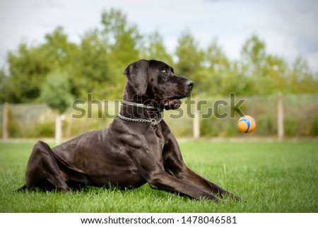 Black Great Dane dog putting a funny grimace on its face when it sees the ball that it didn't catch falls out