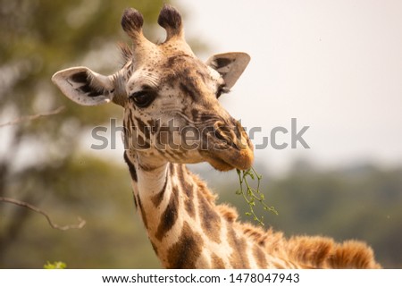 Close-Up of Wild African Giraffe eating from a tree in Serengeti National Park