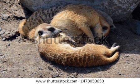 The meerkat or suricate is a small carnivoran belonging to the mongoose family live in Kalahari Desert in Botswana, the Namib Desert, Namibia and southwestern Angola, and in South Africa