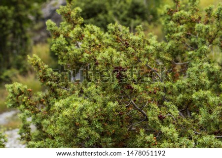 Juniperus communis, the common juniper, is a speciesconifer in the genus Juniperus, in the family Cupressaceae.  Royalty-Free Stock Photo #1478051192
