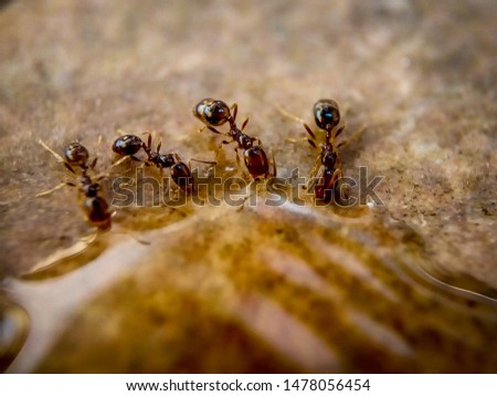 group of ants drinking from a drop of water on dirt floor