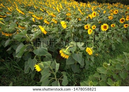 
sunflower fields in sunflower photos