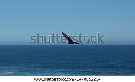 Pacific ocean image with a typical bird.
The picture shows the ocean's greatness and the sky