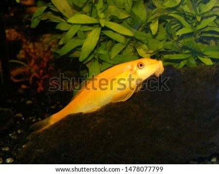 Golden Chinese algae eater (Gyrinocheilus aymonieri) resting on wood in tropical aquarium