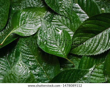 Green foliage background, water drops
