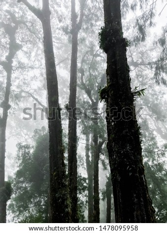 tall trees shrouded in thick, very cold fog