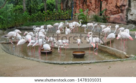 Photos of white flamingos eating food