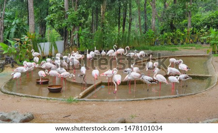 Photos of white flamingos eating food