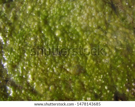 Green vegetable bblbuing mass for background.                              
