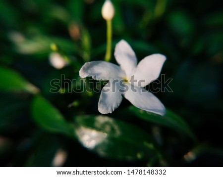 Close up of white jasmine flower isolate on green background.