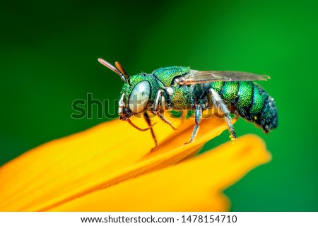 Image of cuckoo wasp (Chrysididae) on yellow flower on a natural background. Insect. Animal. Royalty-Free Stock Photo #1478154710