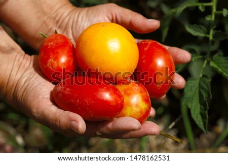 Farmer's hands
 with red and yellow tomatoes on a sunny day. Horizontal, close-up. The concept of nature and agriculture.