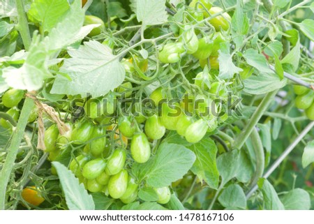 Bumper crop of grape tomatoes weighing down the plant vine.