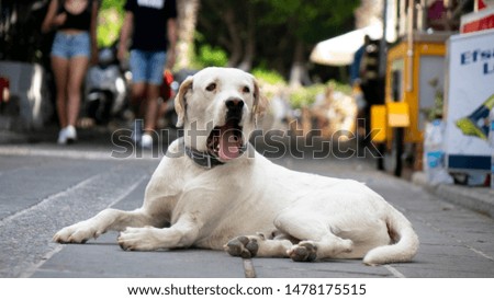 White homeless stray dog lying on the street.