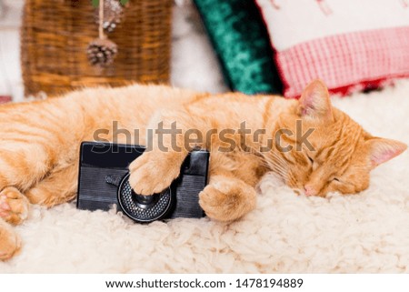 Red cat lying, resting on a fluffy rug with a camera in his paws, on a new year background