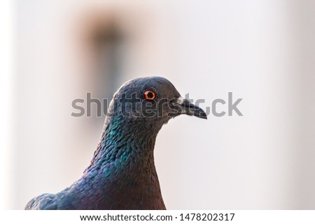 Pigeon bird face close up with bright orange and black eye, pink and green neck feathers, small grey beak. Outdoor bird day picture with blurred white background.