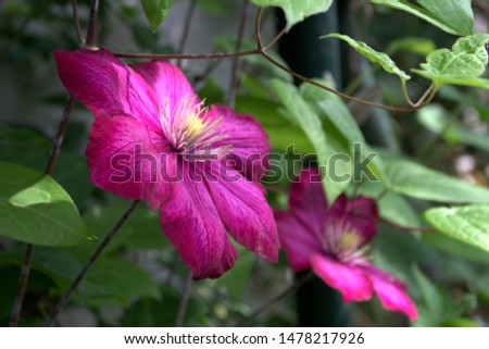 Vibrant pink clematis in an outdoor setting.Shallow depth of field. Nature concept.
