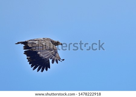 Young bird of White tailed eagle (Ojirowashi) is flying actively on the blue sky back