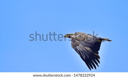 Young bird of White tailed eagle (Ojirowashi) is flying actively on the blue sky back