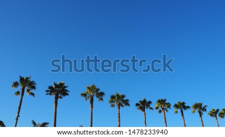 Palm trees with blue sky in Los Angeles, Californi