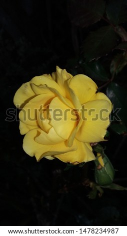 Close-up of a beautiful yellow rose