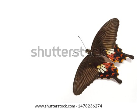Butterfly pictures on a white background. There is space for typing messages.