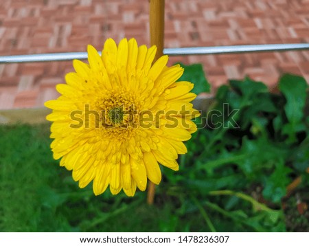 Looklike sunflower in Chiang Mai , Weather is cold because of rain