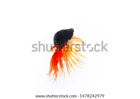 Close-up of Siamese Fighting Fish stock photo