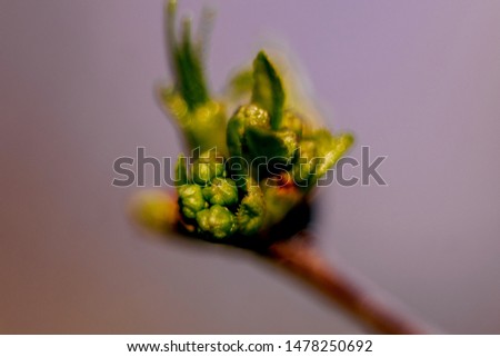 macro green yellow sprout on blurred background