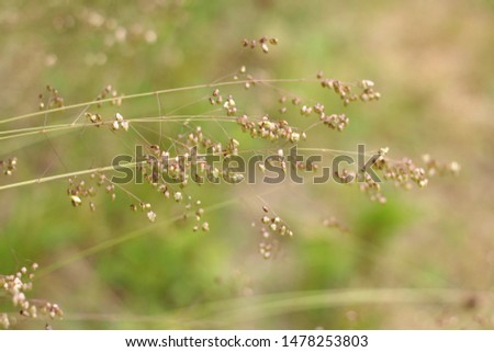 Delicate plants on a green background
