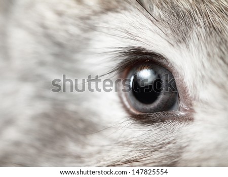 Eye of a gray rabbit