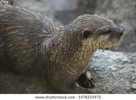 a brown otter looking around at the coast