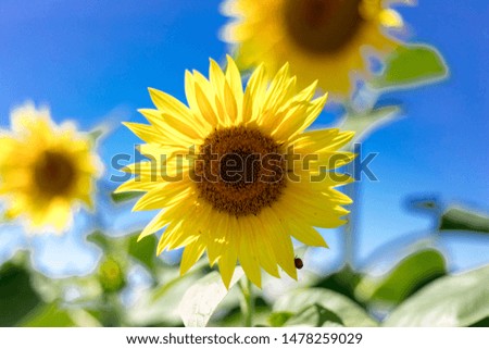 sunflower in summer with blue sky