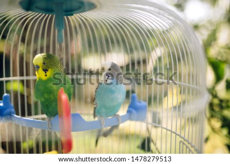 Two colored parrots are sad in a cage