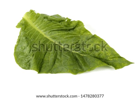 Tobacco leaf isolated on white