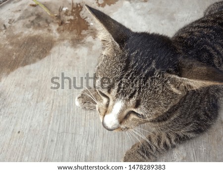 potrait of simple cat.with ground cement background