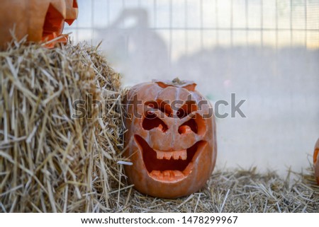Autumn festival of harvest of decorative halloween pumpkins
